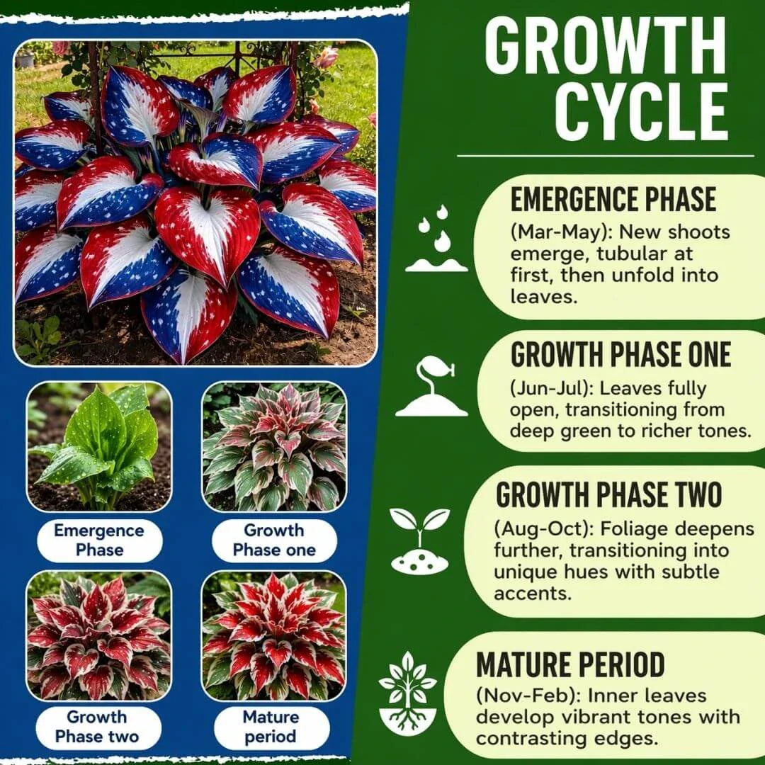 🎉Last Day Sale Off 49%🎉Celebrate America's 250th 🌱Premium Shade-Loving Hosta Seeds