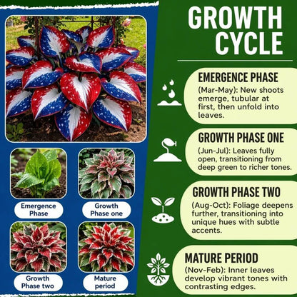 🎉Last Day Sale Off 49%🎉Celebrate America's 250th 🌱Premium Shade-Loving Hosta Seeds