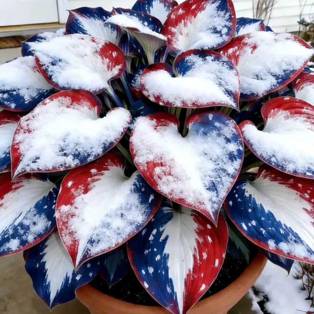 🎉Last Day Sale Off 49%🎉Celebrate America's 250th 🌱Premium Shade-Loving Hosta Seeds